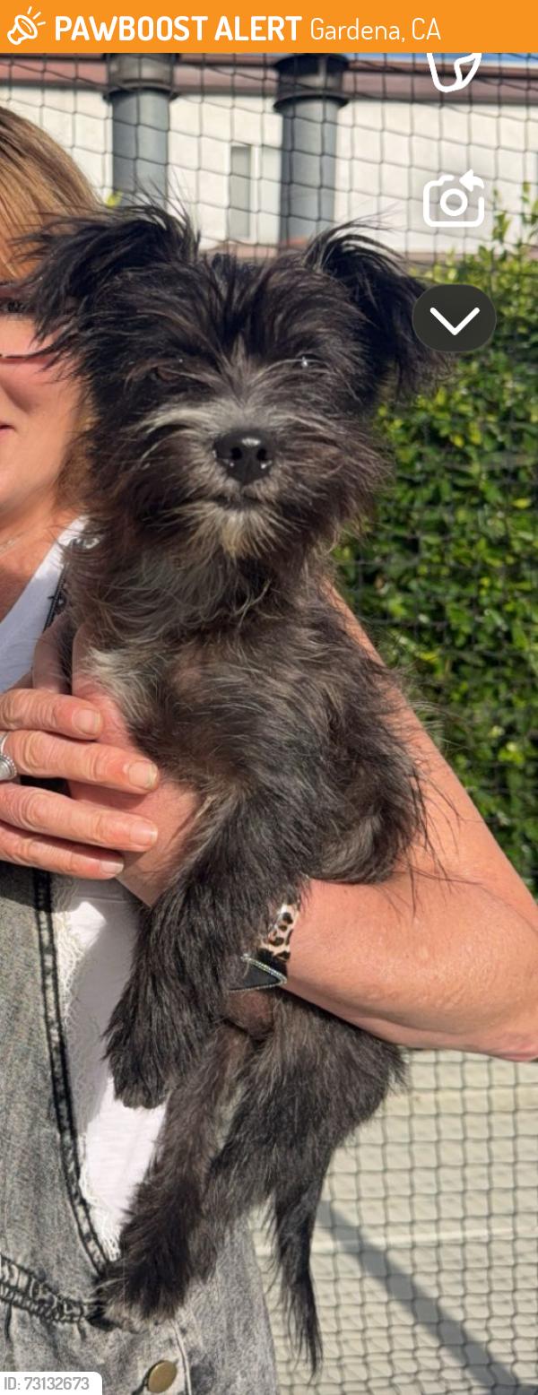 Found/Stray Female Dog last seen ??, Gardena, CA 90247