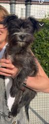 Found/Stray Female Dog last seen ??, Gardena, CA 90247
