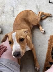 Reunited Male Dog last seen Moore rd, Chattanooga, TN 37411