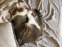 Reunited Male Cat last seen E. Hillsdale St. and Cherry St., Lansing, MI 48933