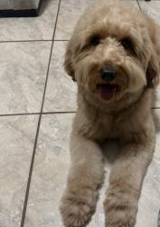 Reunited Male Dog last seen Dean Rd, Orlando, FL 32825