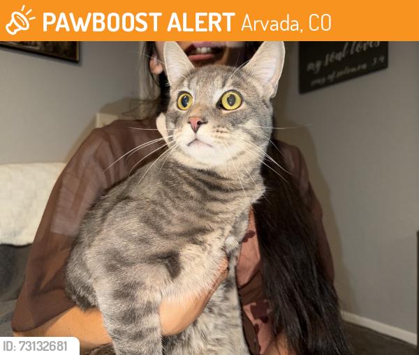 Found/Stray Unknown Cat last seen Park by hse, Arvada, CO 80003
