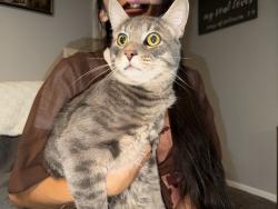 Found/Stray Unknown Cat last seen Park by hse, Arvada, CO 80003