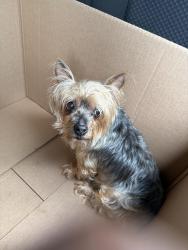 Found/Stray Female Dog last seen Continental blvd and Ruffin Mill rd, Kia Continental, Chesterfield County, VA 23834