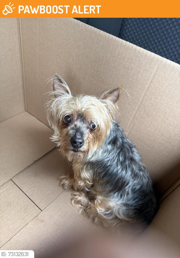 Found/Stray Female Dog last seen Continental blvd and Ruffin Mill rd, Kia Continental, Chesterfield County, VA 23834