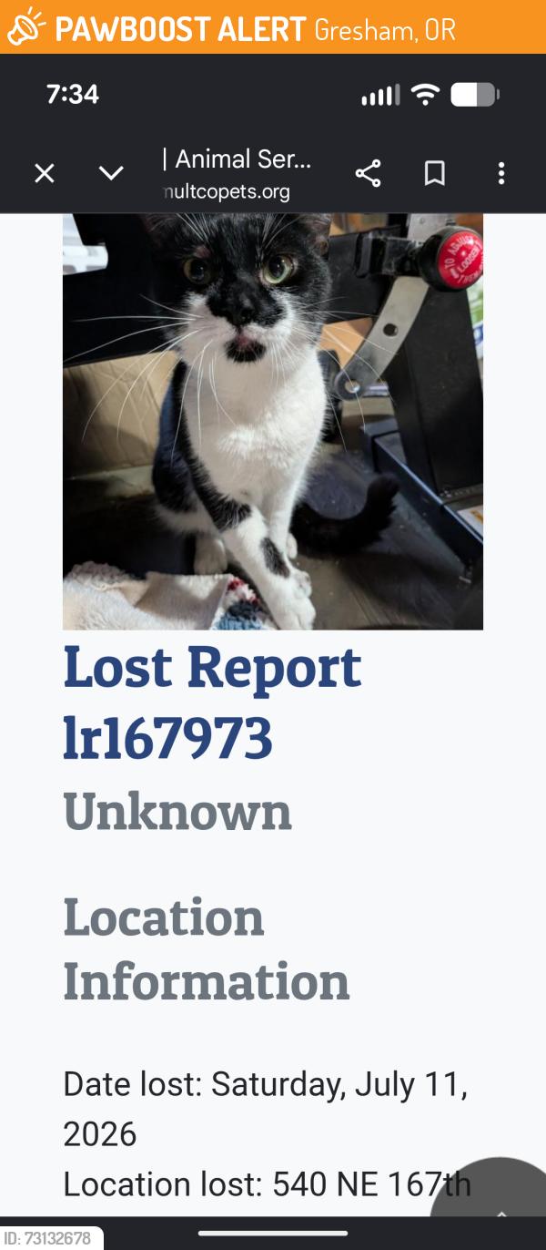 Found/Stray Male Cat last seen Glisan and 167th place, Gresham, OR 97230