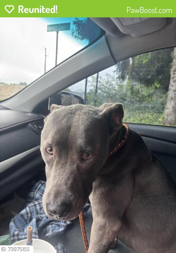 Reunited Male Dog last seen S Main Street and Forest Cove Drive (Buehler’s Fresh Foods Shopping Complex), Akron, OH 44319