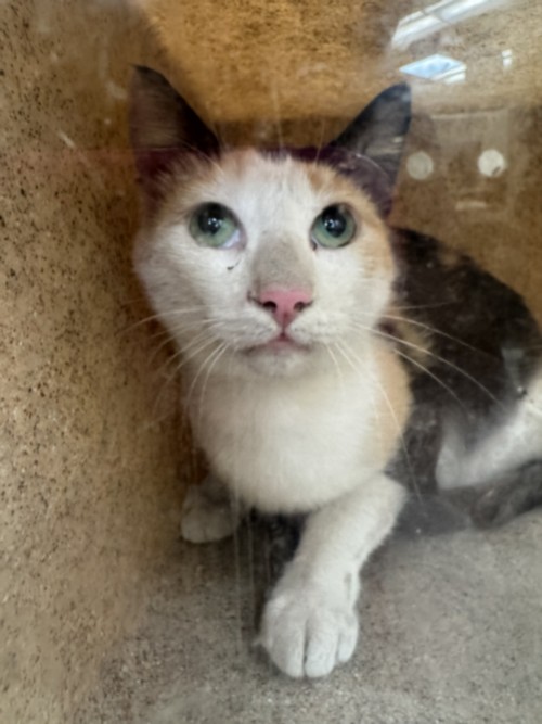 Shelter Stray Female Cat last seen , 3201 Lacy St, Los Angeles, CA 90031, USA