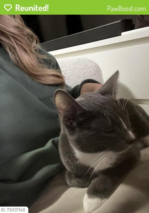 Reunited Female Cat last seen Barfield street, Hammond Park, WA 6164
