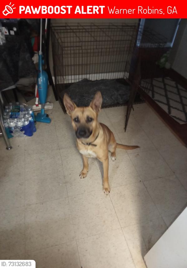 Lost Female Dog last seen Near North Houston rd, Warner Robins, GA 31093