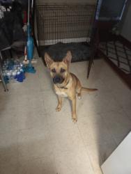 Lost Female Dog last seen Near North Houston rd, Warner Robins, GA 31093