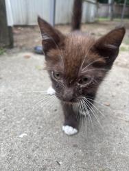 Found/Stray Male Cat last seen Hyman rd, Craven County, NC 28562