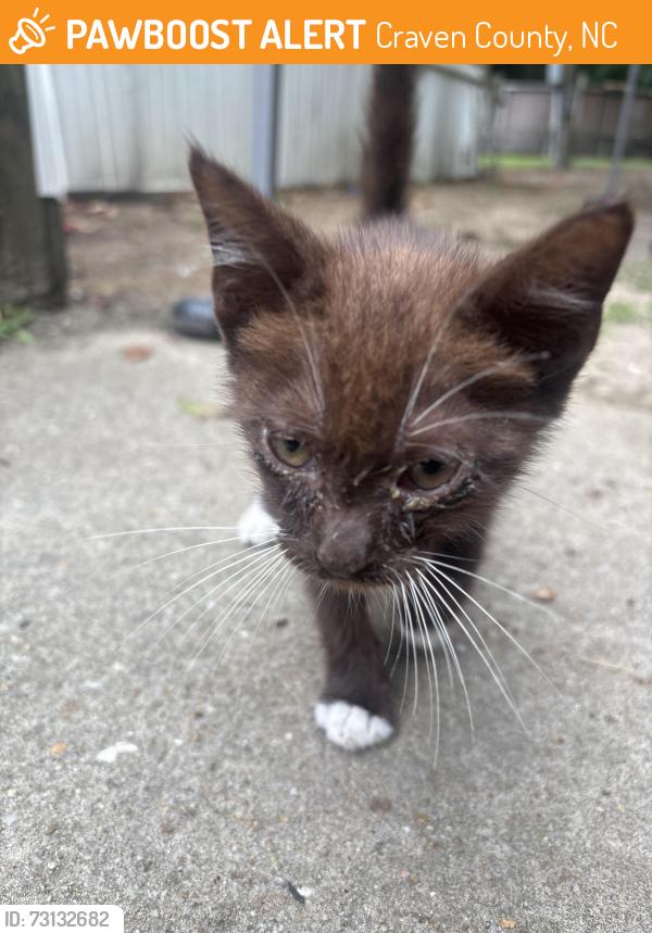 Found/Stray Male Cat last seen Hyman rd, Craven County, NC 28562