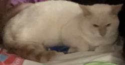 Lost Male Cat last seen M13 and parkside ct, Saginaw, MI 48601