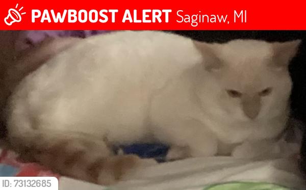 Lost Male Cat last seen M13 and parkside ct, Saginaw, MI 48601