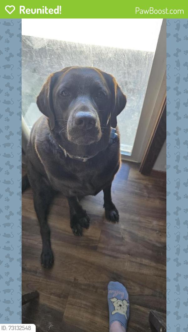 Reunited Female Dog last seen Joyce and Joan st, Kaukauna, WI 54130