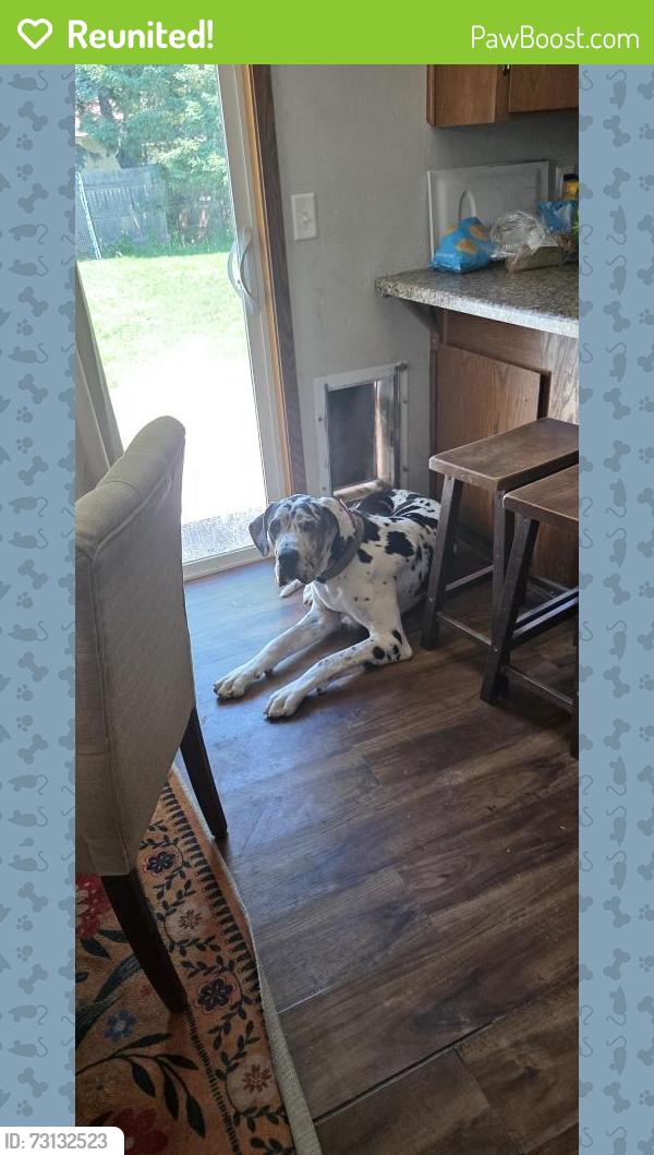 Reunited Male Dog last seen Joan CT and Joyce St, Kaukauna WI, Kaukauna, WI 54130