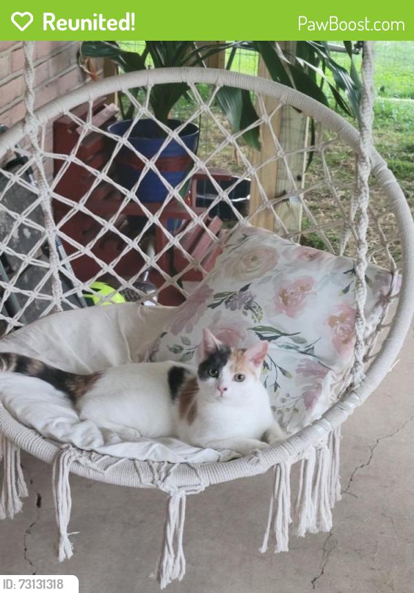 Reunited Female Cat last seen Pine Run Rd, Hamilton twp, PA, USA, Hamilton Township, PA 17301