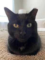 Lost Male Cat last seen He was last seen near the mission del lago storage facility, San Antonio, TX 78221