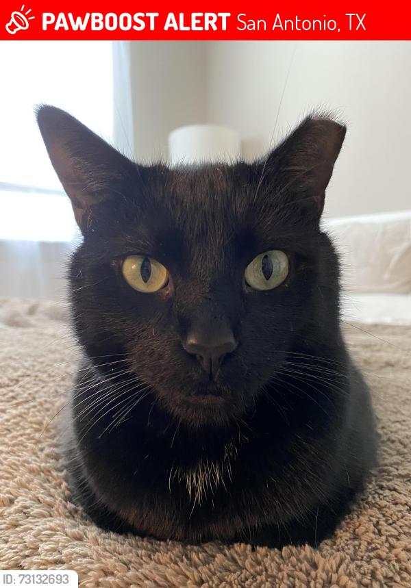 Lost Male Cat last seen He was last seen near the mission del lago storage facility, San Antonio, TX 78221