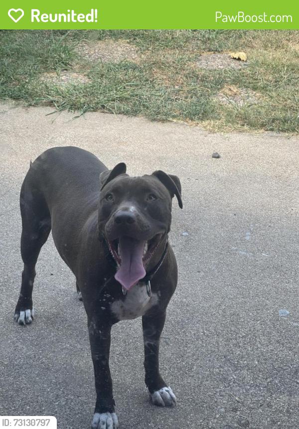 Reunited Female Dog last seen Near Thompson st., Fort Worth, TX 76134