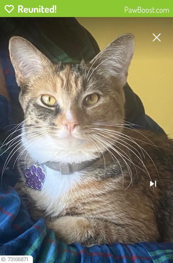 Reunited Female Cat last seen Spring Lane, Holbrook, MA, Holbrook, MA 02343