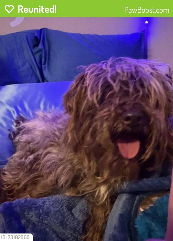 Reunited Male Dog last seen Near Stewart alley/Brahma, Aubrey, TX 76227