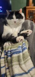 Reunited Female Cat last seen 38th and 27th, Minneapolis, MN 55406