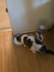 Reunited Female Cat last seen Near east Greeley street broken arrow 74012, Broken Arrow, OK 74012