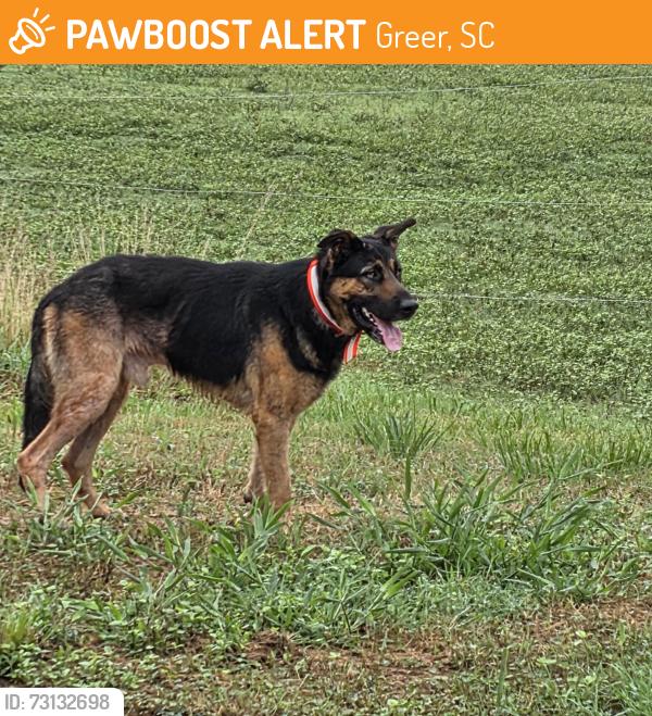 Found/Stray Male Dog last seen Babe Wood Rd and Brockman McClimon, Greer, SC 29651
