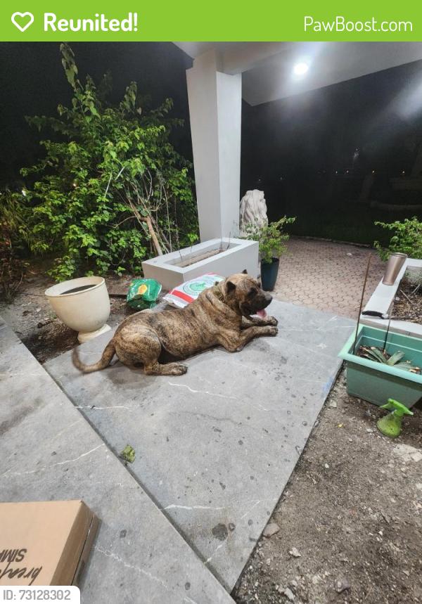 Reunited Male Dog last seen Near NW 3rd Ave, Miami, FL 33168, USA, Miami, FL 33168
