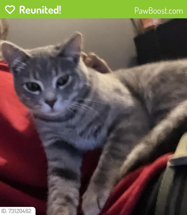 Reunited Male Cat last seen 49th and indiana, Chicago, IL 60615