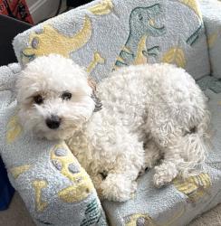 Reunited Male Dog last seen Country Club Rd & Old Farm Rd, Oxford, OH 45056