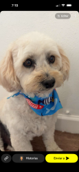 Reunited Male Dog last seen Arkansas and Reed st in lakewood, Lakewood, CO 80232