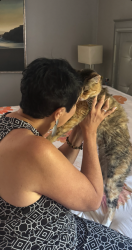 Reunited Female Cat last seen Spring Lane, Holbrook, MA, Holbrook, MA 02343