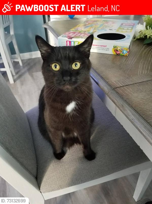 Lost Male Cat last seen Hawkeswater Community, Leland, NC 28451