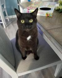 Lost Male Cat last seen Hawkeswater Community, Leland, NC 28451