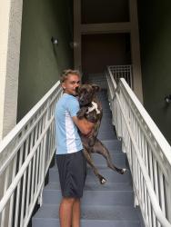 Found/Stray Unknown Dog last seen Doral Legacy Park, Doral, FL 33178