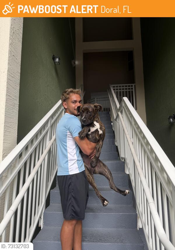 Found/Stray Unknown Dog last seen Doral Legacy Park, Doral, FL 33178