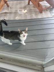 Found/Stray Female Cat last seen Plumpton farms, LaFayette, NY 13078