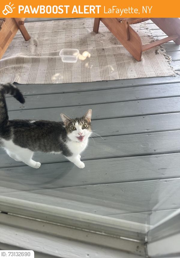Found/Stray Female Cat last seen Plumpton farms, LaFayette, NY 13078