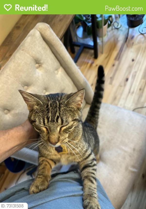 Reunited Female Cat last seen 209th LN NE and Viking Blvd NE, Linwood Township, MN 55092
