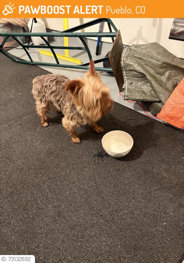 Found/Stray Unknown Dog last seen Glendora and Alhambra, Pueblo, CO 81005
