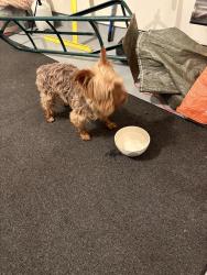 Found/Stray Unknown Dog last seen Glendora and Alhambra, Pueblo, CO 81005