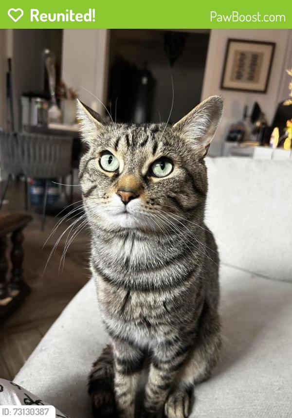 Reunited Male Cat last seen Lawrence Ave West & Marlee, Toronto, ON 