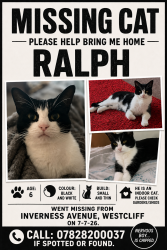 Lost Male Cat last seen Inverness Avenue / West Road, Southend-on-Sea, England 