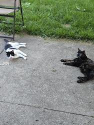 Reunited Female Cat last seen Harrison, Canton, OH 44705