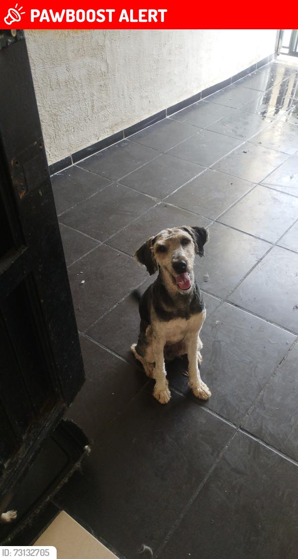 Lost Male Dog last seen Desconocido, San Pedro Tlaquepaque, Jal. 