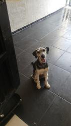Lost Male Dog last seen Desconocido, San Pedro Tlaquepaque, Jal. 