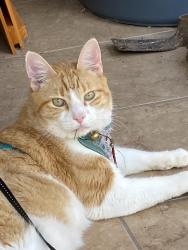 Reunited Male Cat last seen Welbeck Dr & Peachmeadow Ln, Channelview, TX 77530, USA, Channelview, TX 77530